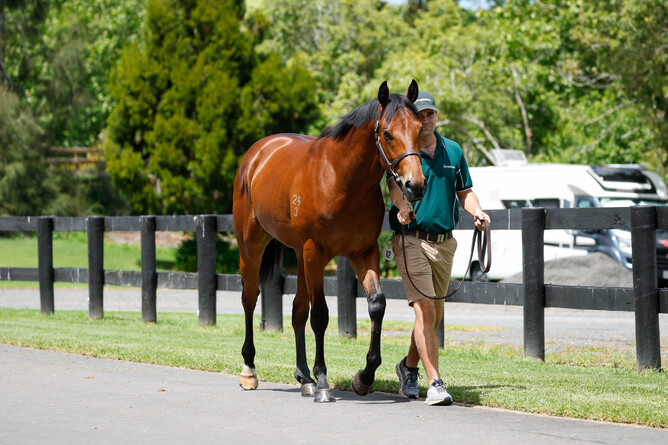 Lot 12, a Harry Angel colt made $425,000 to the bid of Mark Newnham - Photo: Angelique Bridson