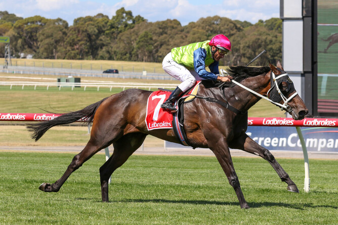 Riverplate was successful over 1800m at Sandown under Damien Oliver - Photo: Bruno Cannatelli