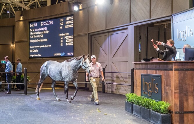 Chairman's Sale topper Maastricht - Photo: Inglis