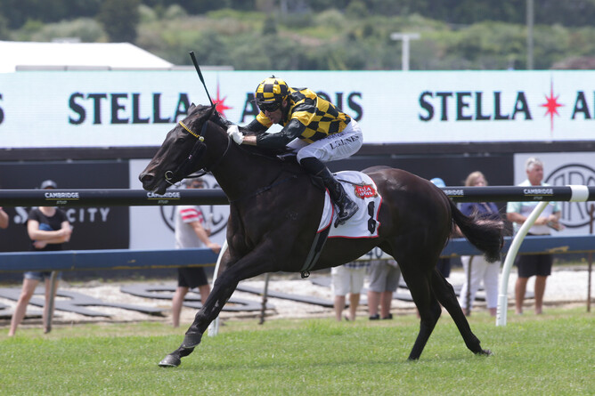 Gr.3 Hawke's Bay Breeders' Gold Trail Stakes contender Taroni. Photo: Trish Dunell