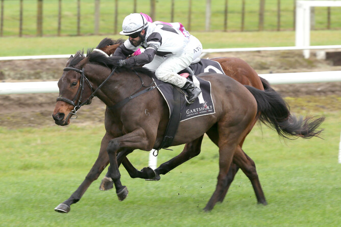 Kamikaze Rebel - Photo: Trish Dunell