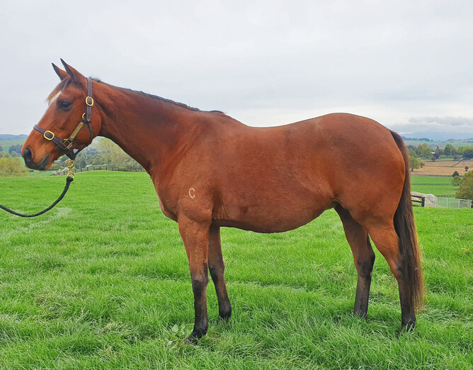 Baggy Green pictured at Valachi Downs. Photo: Supplied