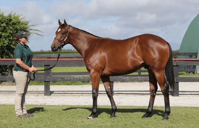 Not An Option as a yearling - Photo: Trish Dunell