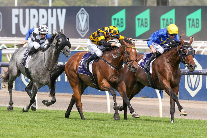 Not An Option gives his all to claim the Listed Chester Manifold Stakes (1400m) at Flemington.  - Photo: Bruno Cannatelli