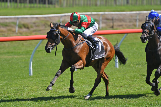 Asterix will contest the Gr.1 Herbie Dyke Stakes (2000m) at Te Rapa on Saturday. - Photo: Kenton Wright, Race Images
