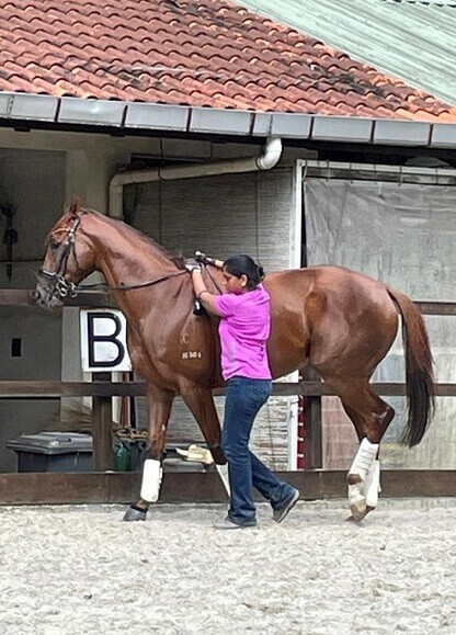 Back to school: Priya Selvam applies in-hand training on I'm Incredible at the Singapore Polo Club.