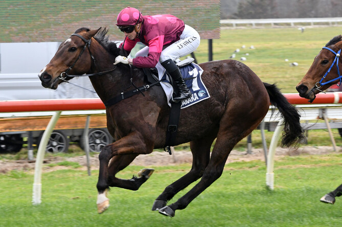 Bezique winning at Ruakaka on Saturday. - Photo: Race Images