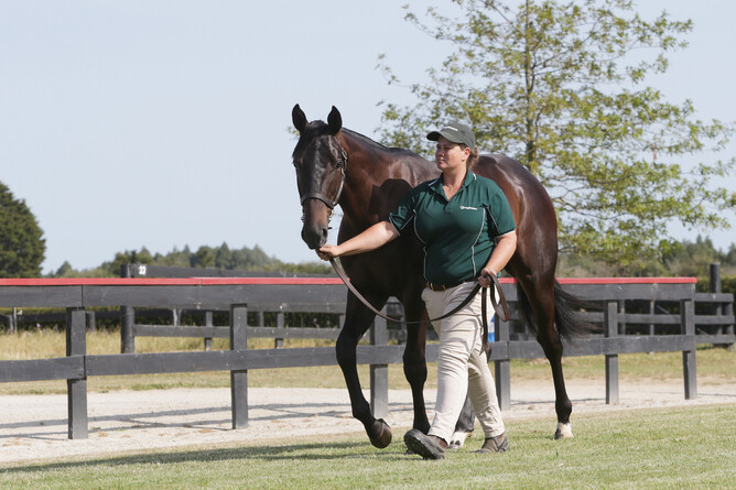 Khufu parading as a yearling. - Photo: Trish Dunell