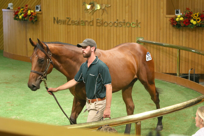 Lot 173 Fastnet Rock x Frustrating colt - Photo: Trish Dunell