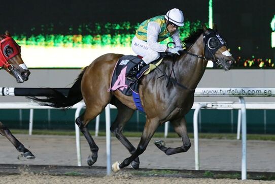 Distinctive Darci - STC