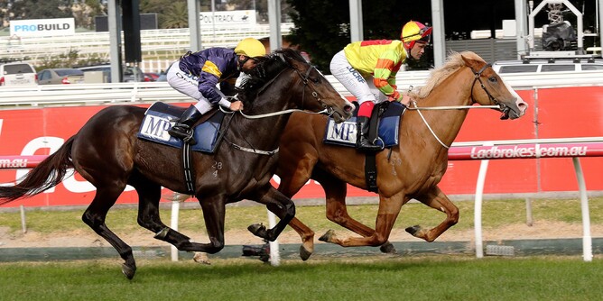 Mighty Boss heads Grunt in a track gallop at Caulfield - Darryl Sherer