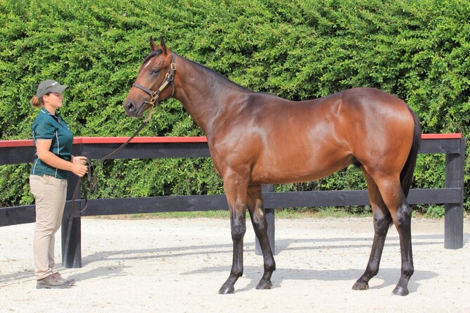 Conqueror as a yearling. - Photo: Trish Dunell