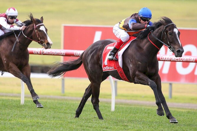 Gold Mag (NZ) making it two from two, at Sundown on Wednesday