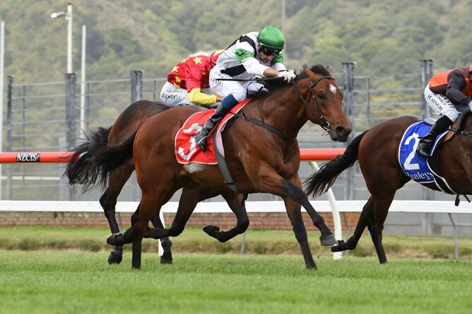 Not An Option will contest the Gr.1 Champagne Stakes (1600m) at Randwick on Saturday. Photo: Race Images Palmerston North