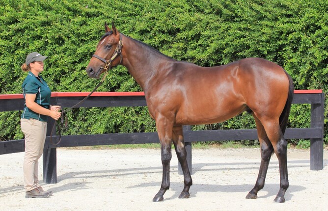 Conqueror as a yearling. Photo: Trish Dunell