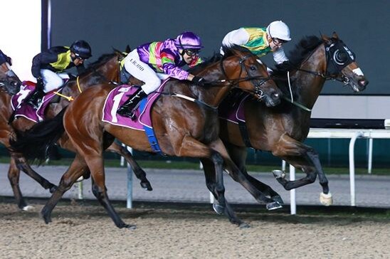 Distinctive Darci (Vlad Duric, on the inside) strides past Countofmontecristo (Michael Rodd) to take out  the Merlion Trophy. - STC
