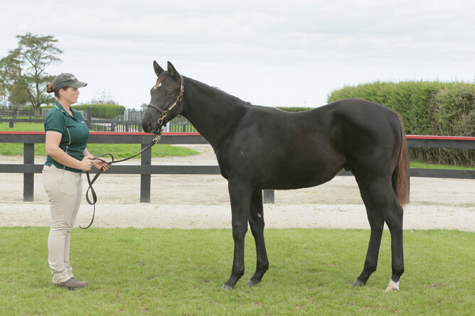 Lot 205 Showcasing x Lamington Vegas weanling colt  - Trish Dunell
