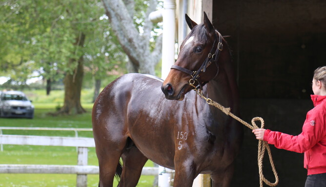 Formality's full brother cooling off after his NZB Ready To Run Sale of 2YOs breeze up on Tuesday.