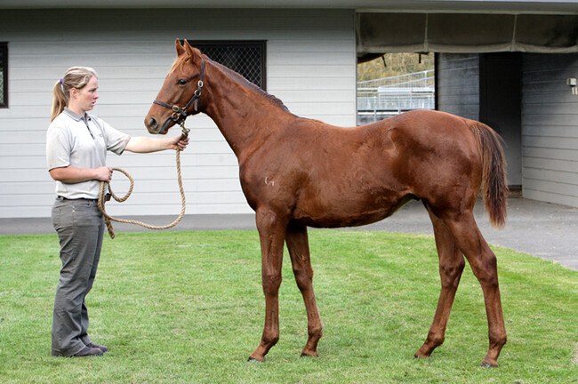 Red Dawn pictured as a Weanling with Stephanie Hume - Photo: Trish Dunell