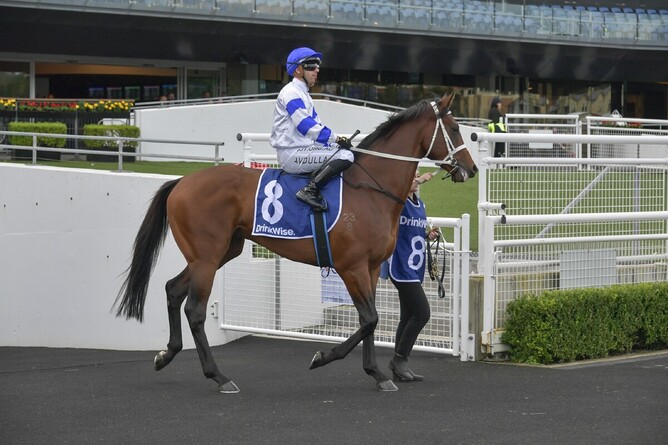 Group One performer Caboche will begin his spring preparation at Rosehill on Saturday. - Photo: bradleyphotos.com.au