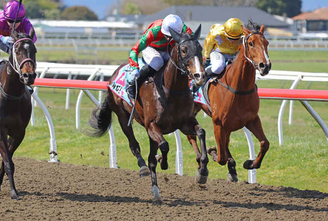 Chart The Stars scores an all-the-way win at Awapuni.  - Photo: Peter Rubery (Race Images Palmerston North)