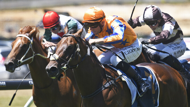 To Bravery Born dominating his rivals in Sunday's Trackside.co.nz (1200m) at Ellerslie.   - Photo: Kenton Wright (Race Images)