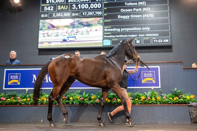 Tofane sold for A$3.1 million on the Gold Coast. - Photo: Magic Millions