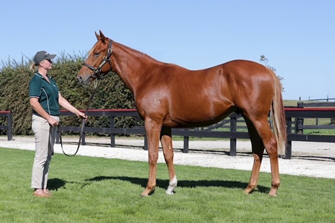 Turn Me Loose colt out of Lady Grace bought for $34,000