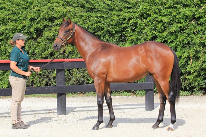 Good Stock as a yearling. Photo: Trish Dunell