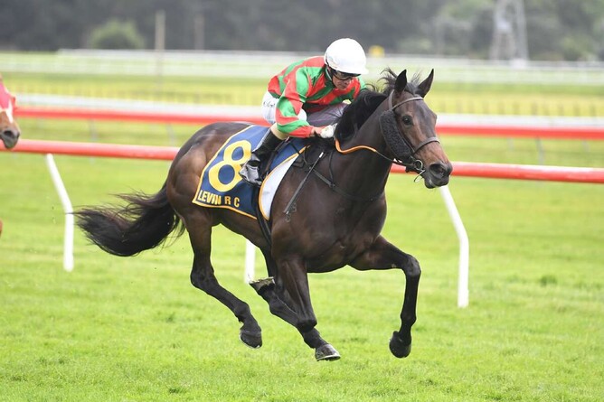 Faraglioni will contest Saturday's Listed City Of Napier Sprint (1200m) at Trentham. Photo: Peter Rubery (Race Images Palmerston North)