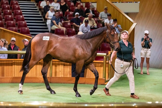 Lot 637 a Proisir filly out of a Tavistock mare was sold by Curraghmore to Dean Hawthorne. - Photo: Glenys Randell