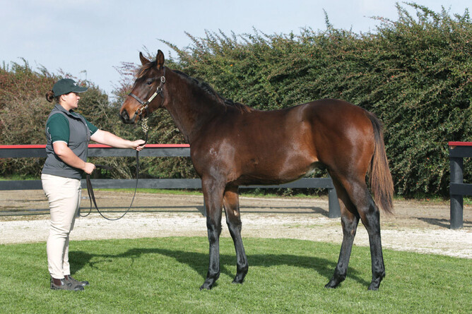 Riverplate as a weanling. - Photo: Trish Dunell