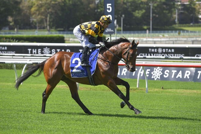 Not An Option will contest the Gr.3 Winx Guineas (1600m) at the Sunshine Coast on Saturday.  - Photo: bradleyphotos.com.au