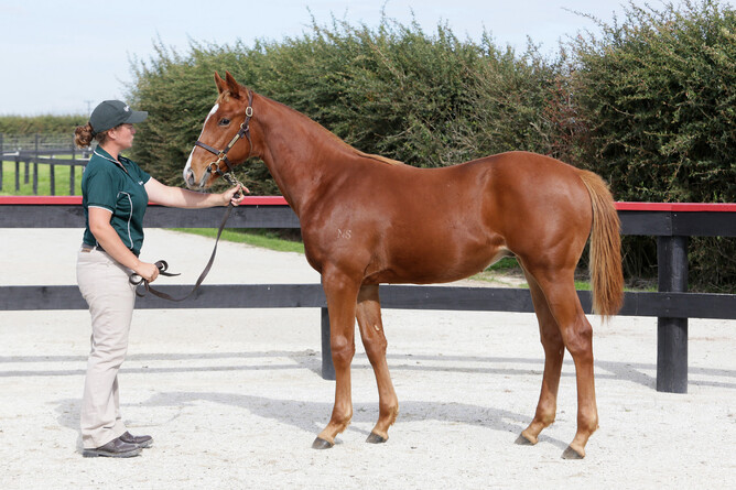 Lot 198 the full brother to Jimmy Lincoln - Photo: Trish Dunell