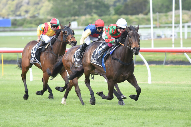 Faraglioni will contest the Gr.2 Dunstan Horsefeeds Auckland Thoroughbred Breeders’ Stakes (1400m) at Pukekohe on Saturday. - Photo: Peter Rubery (Race Images Palmerston North)