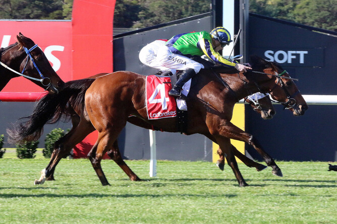 Nerve Not Verve stretches her neck out to get her head in front at Sandown. - Photo: Darryl Sherer