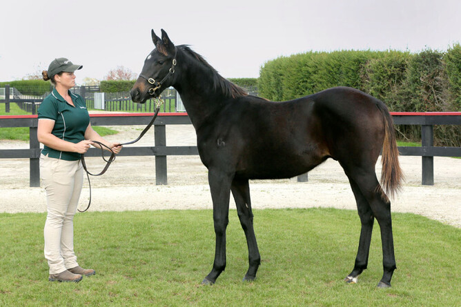 Calm Seeker as a weanling. Photo: Trish Dunell