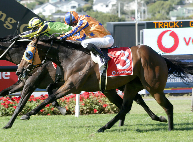 In A Twinkling makes his Australian debut on Saturday - Trish Dunell