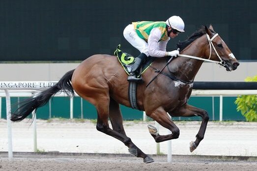 Distinctive Darci - Photo: Singapore Turf Club