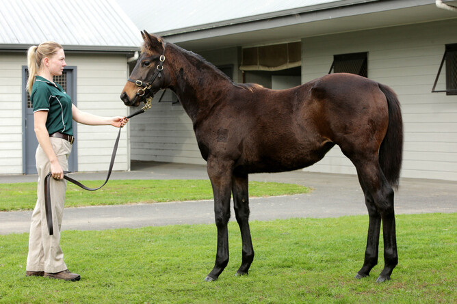 Keltic Rockstar as weanling