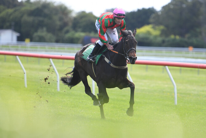 Faraglioni during an exhibition gallop at Otaki last week.   - Photo: Peter Rubery (Race Images Palmerston North)