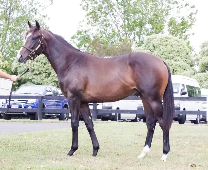 Weaponry as a yearling - Photo: Trish Dunell