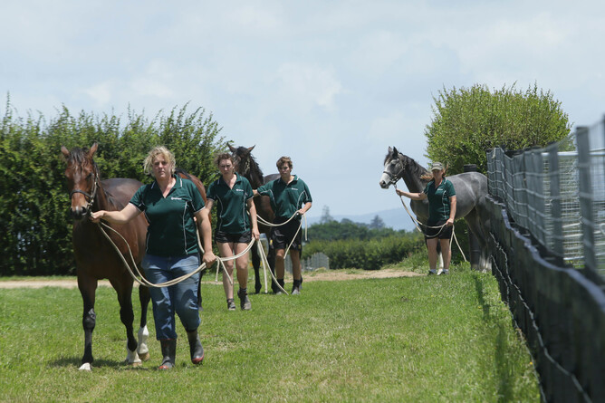 Lot 181 Frankel x Give Me Five (right) pictured exercising at Curraghmore yesterday - Trish Dunell