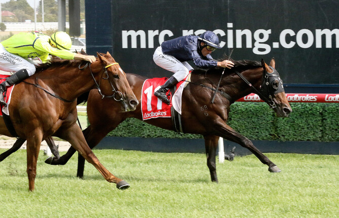 Conqueror stretches out on his way to winning at Caulfield - Photo: Darryl Sherer