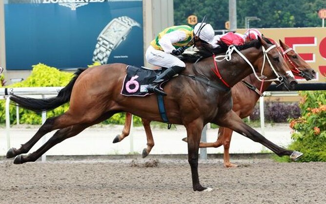 Distinctive Darci - Photo: Singapore Turf Club