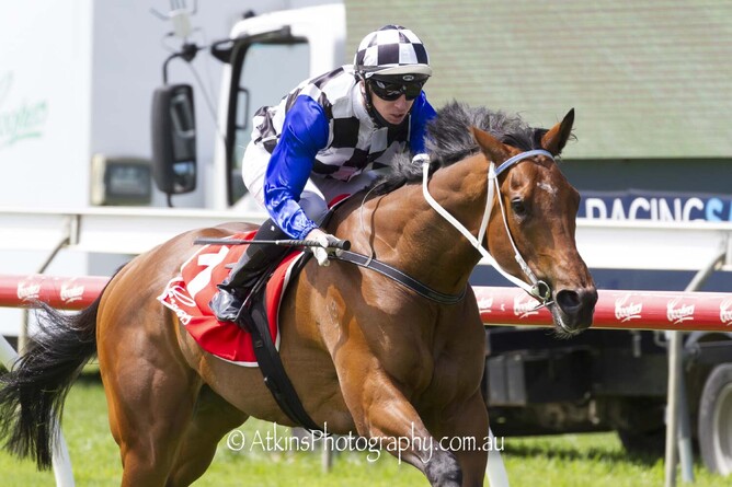 Sacred Armour winning his Australian debut. - Photo: Atkins Photography
