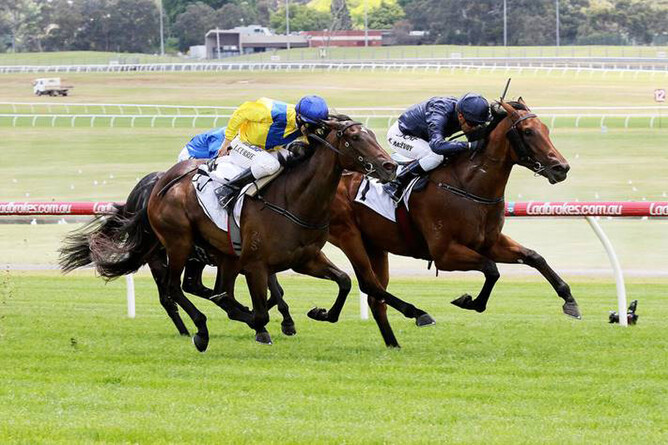 Long Leaf  - Photo: Darryl Sherer