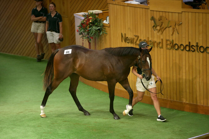 Ruthless Dame pictured as a yearling at Karaka - Photo: Trish Dunell