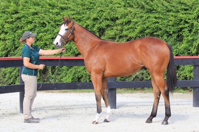 Seventh Seal as a yearling. Photo: Trish Dunell