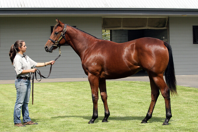 Yesterday's Songs pictured as a Yearling at Curraghmore - Photo: Trish Dunell